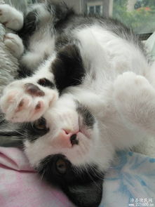 怎么免费领养宠物猫
