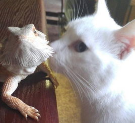 水彩蜥蜴宠物猫怎么养活