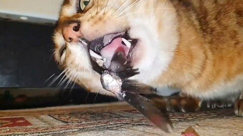 宠物猫吃鱼卡刺怎么办啊