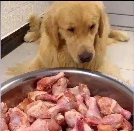 兔肉怎么买宠物狗吃的好