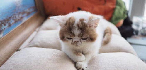 被宠物猫挠脚底怎么办啊
