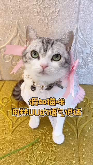 宠物猫怎么说话的