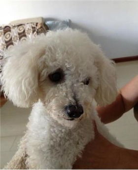 比熊宠物狗牵引绳怎么绑
