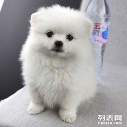 怎么养宠物狗博美幼犬呢