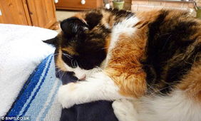宠物猫死亡怎么办