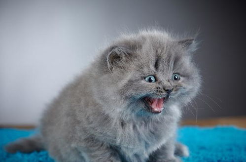 买宠物猫应该怎么问