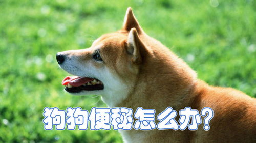 宠物狗便秘了该怎么办啊