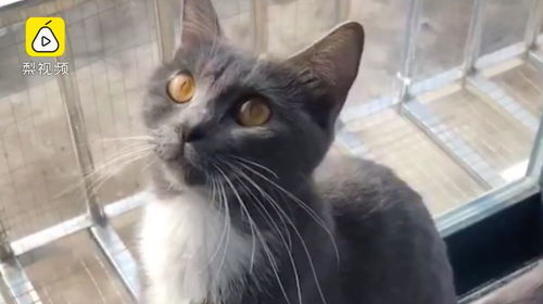 广东人怎么养宠物猫的呢