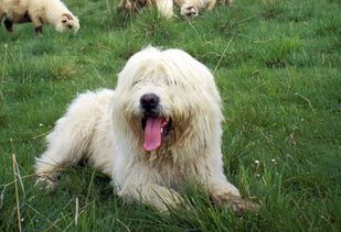 波兰牧羊犬多少钱