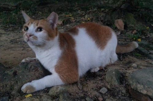 宠物猫怎么活下来的