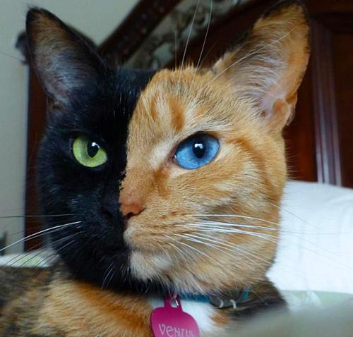 地震宠物猫反应迟钝怎么办