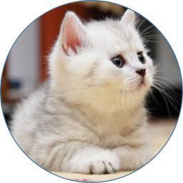 怎么取名宠物猫