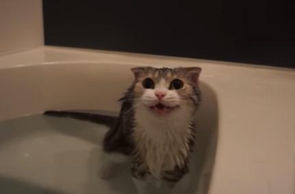 怎么给宠物猫加水