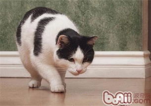怎么让宠物猫不吃老鼠药