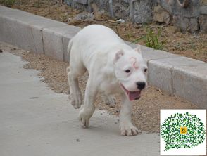杜高犬多少钱一只