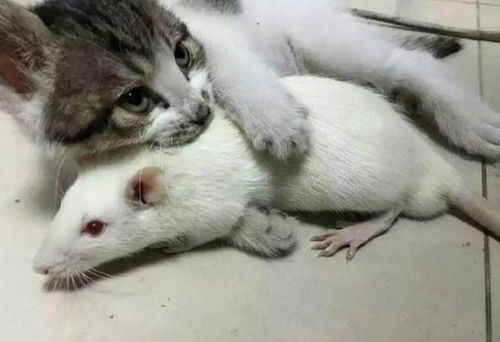 宠物猫怎么找老鼠