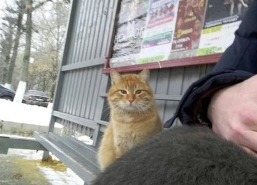 宠物猫遛弯神器怎么用
