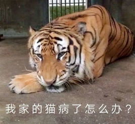 宠物狗突然变紧张怎么办