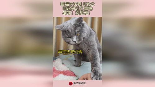 宠物猫天天叫怎么办
