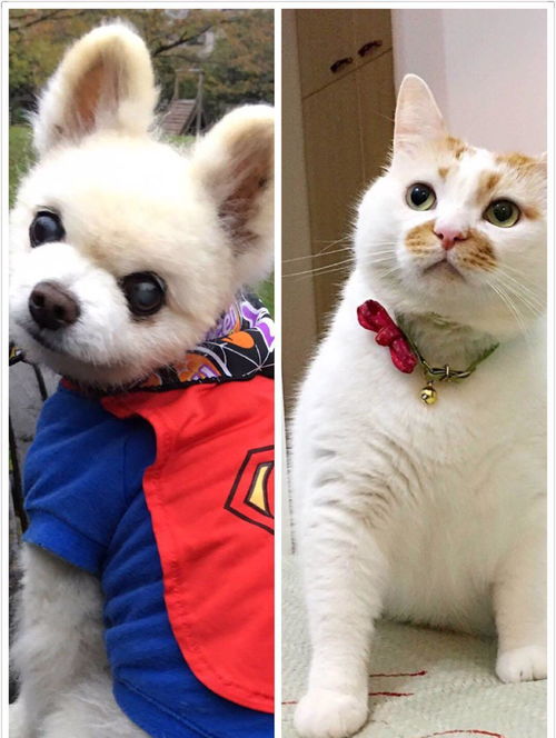 宠物猫离世怎么处理