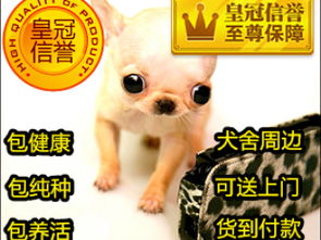 成都宠物狗证怎么办的