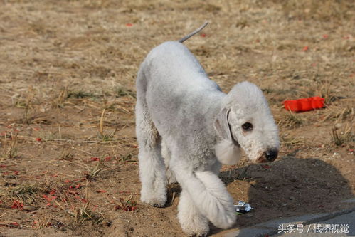 贝灵顿绠犬多少钱