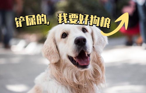 狗狗的智商是多少