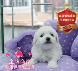 毛不怎么长的宠物狗品种