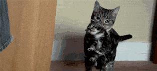 怎么挑选宠物猫崽子呢