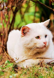 宠物猫怎么灌药水