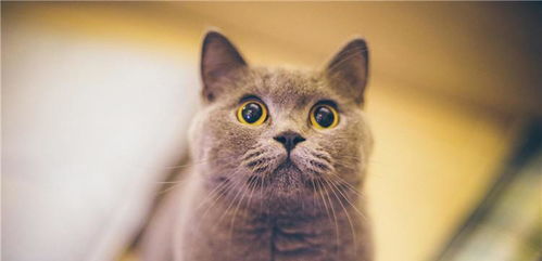 宠物猫怎么逗它