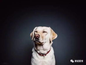 外出上班怎么带宠物狗呢