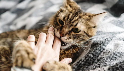 宠物猫挠人咬人怎么办啊