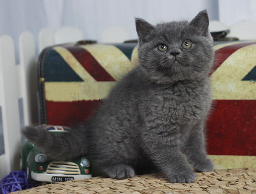 英短蓝猫纯种多少钱
