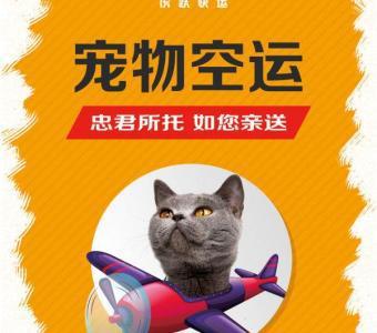 快递宠物猫怎么运送