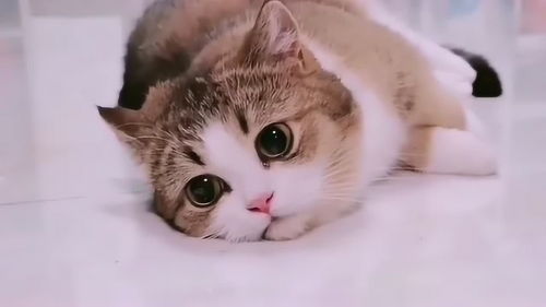 宠物猫憋尿了怎么办啊