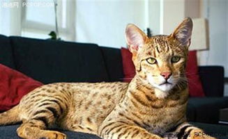 宠物猫的视界怎么看的出来