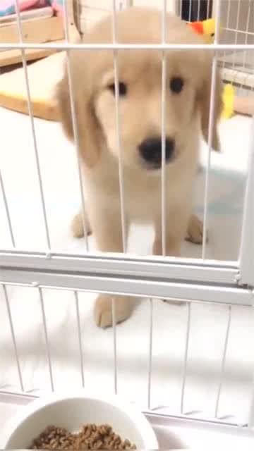 宠物狗怎么逗它开心一点