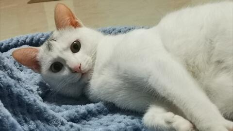 怎么让宠物猫长胖
