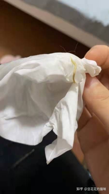 宠物猫得膀胱炎怎么治好