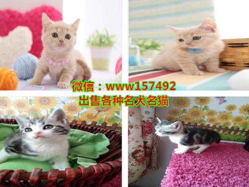 卖宠物猫怎么开店