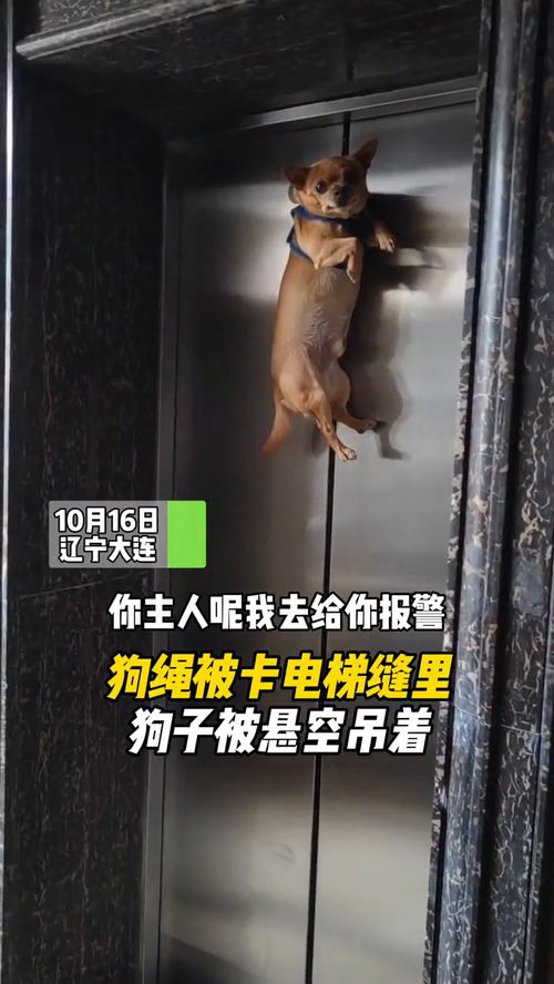 宠物狗吊在电梯里怎么办