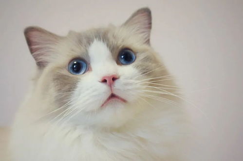 宠物猫怎么突然暴躁