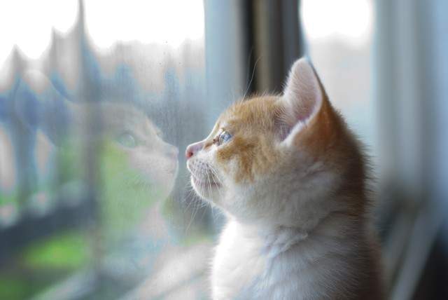 家猫与宠物猫不亲近怎么办