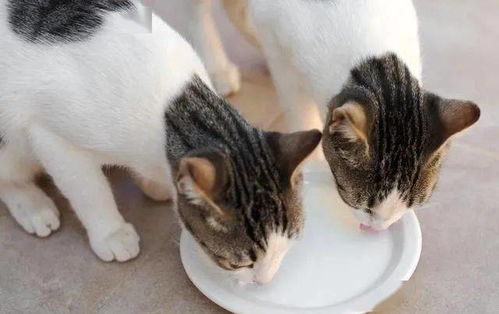 宠物猫酸奶怎么喂养