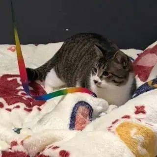 没办法养宠物猫怎么办