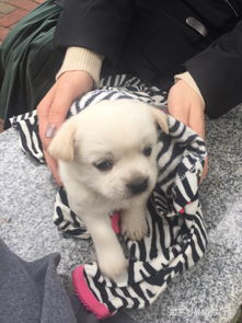 串串当宠物狗养怎么样啊