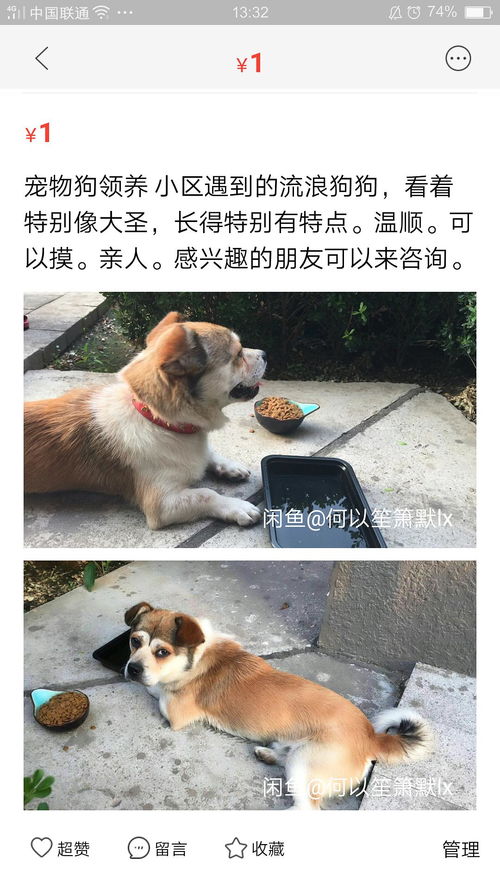 宠物狗怎么找领养人信息