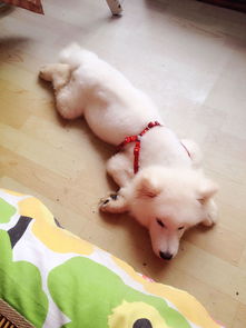宠物狗晚上吐怎么回事儿