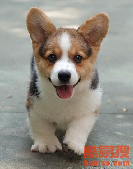 柯基狗一般多少钱